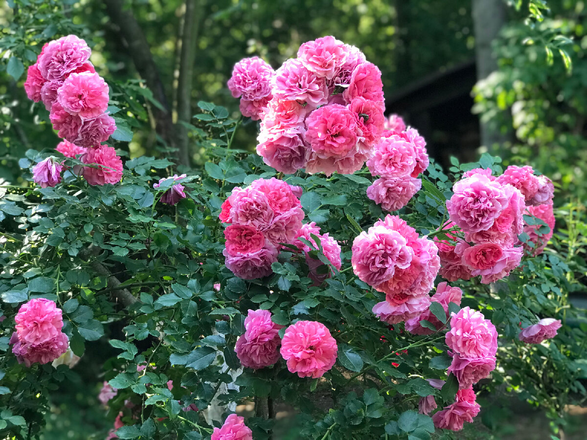 После основного первого цветения на кусте появляются отдельные цветки остаток сезона.Они очень устойчивы к дождям и ветру. Листва обильная, крупная, блестящая, здоровая. Сорт можно выращивать как клаймбер, или как шраб.