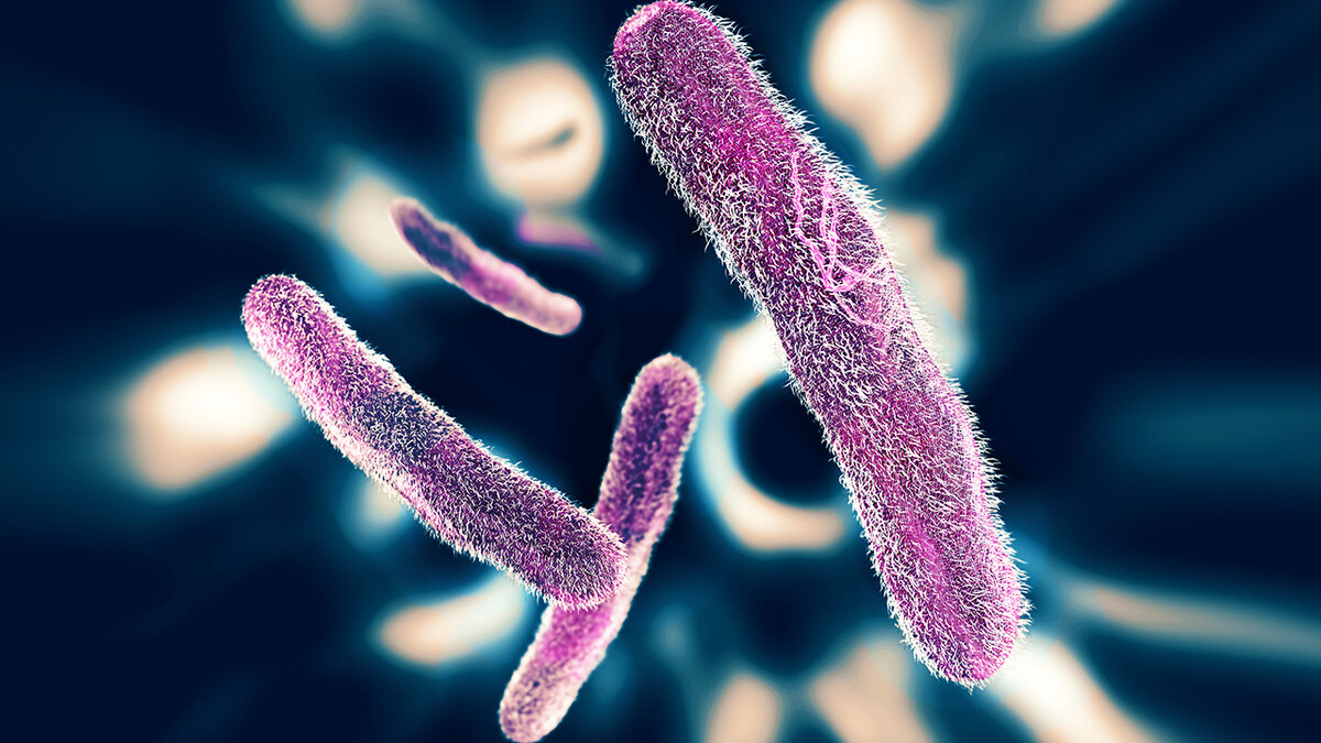 Дизентерийная палочка