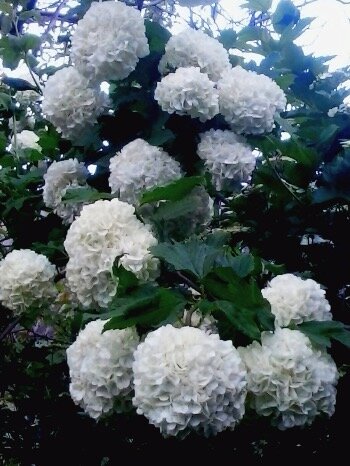 Калина бульденеж...