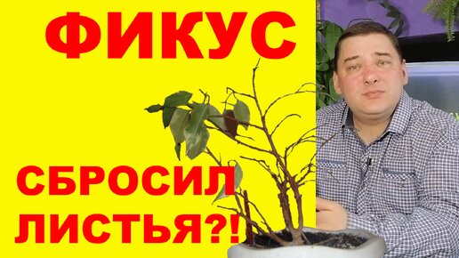 Фикус сбрасывает листья. Что делать?! [6 причин]