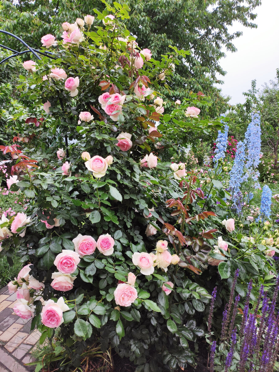 Совместимость плетистых роз с другими растениями