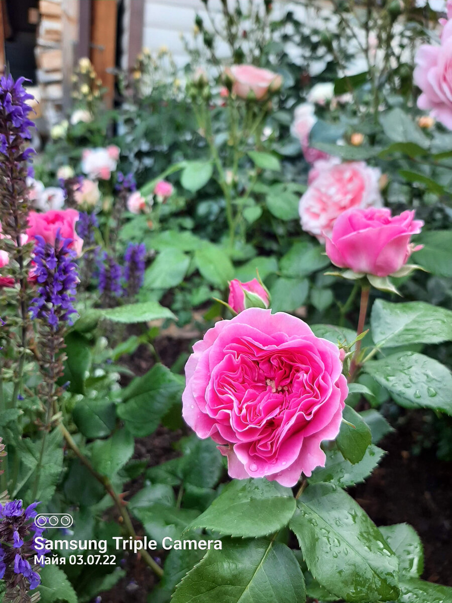 Номер 1. Посадка прошлого года.