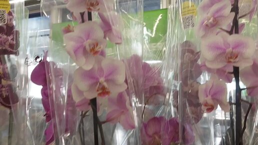 Орхидея в Леруа на Варшавке и на Рижском рынке. Июль2022