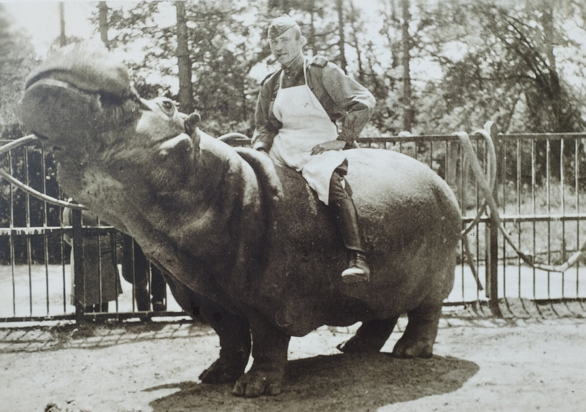 Сержант Владимир Полонский верхом на бегемоте (фото из архива Калининградского зоопарка)