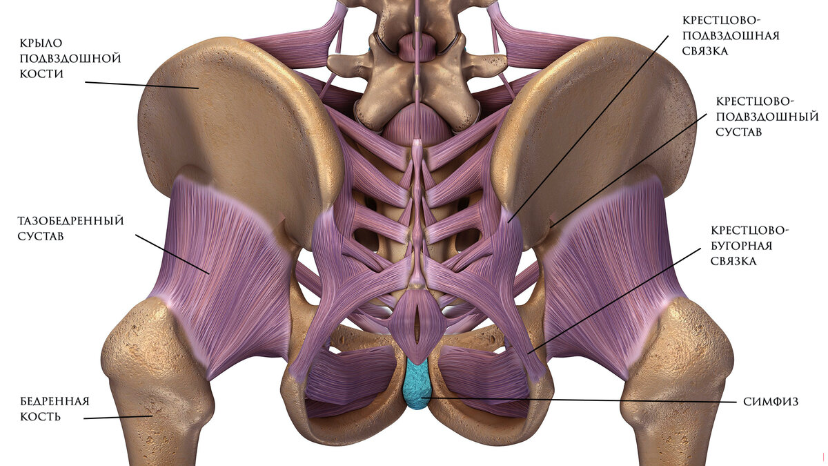 Тазобедренный сустав строение анатомия с мышцами