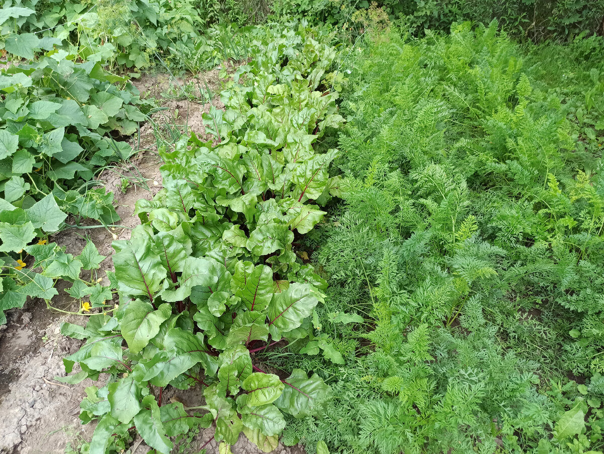 Фото автора. Грядки с огурцами, свеклой и морковкой