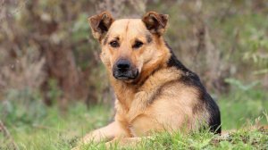 Фото из интернета. Выбирала максимально похожего на нашего героя.