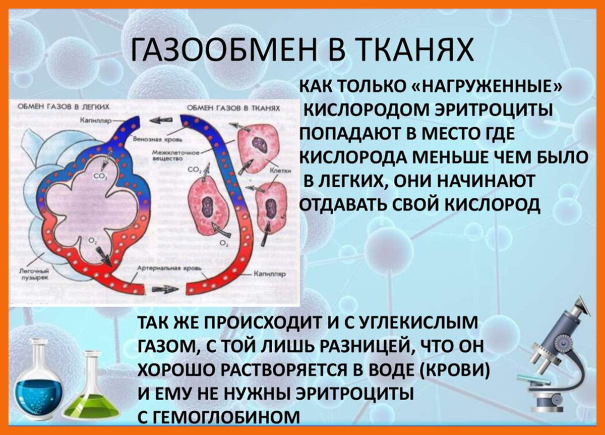 При мышечной работе выделяется больше углекислого газа. Газообмен в тканях. Газообмен в организме человека. Процесс газообмена в легких. Причины газообмена в легких.