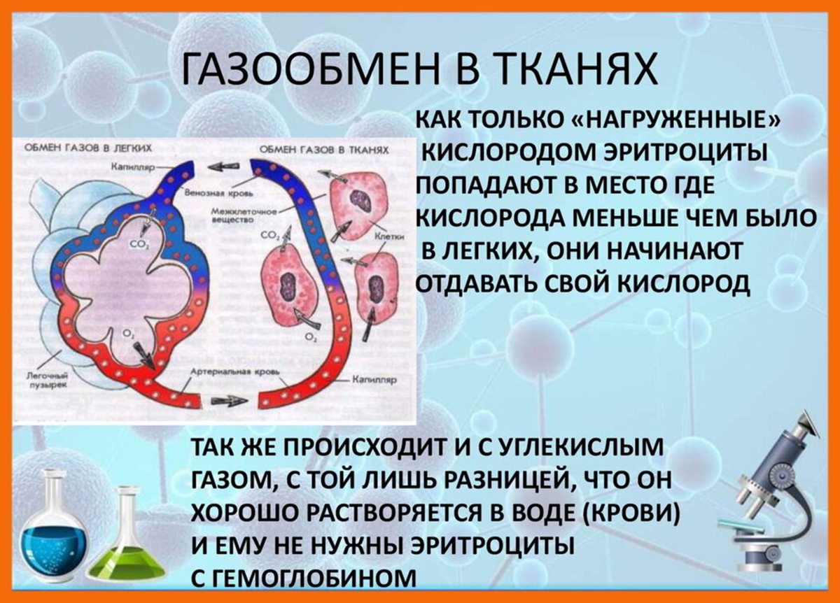 Мало кислорода. Газообмен в тканях. Газообмен в организме человека. Процесс газообмена в легких. Причины газообмена в легких.