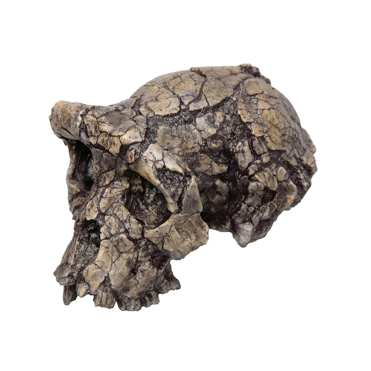 Череп Тумая (Чад)