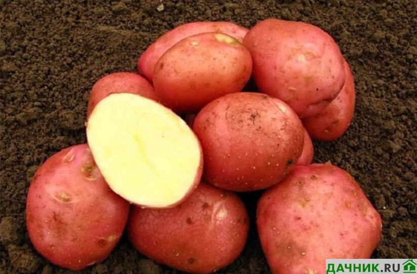 Сорта красного картофеля с желтой и белой мякотью выбор лучших сортов и область применения