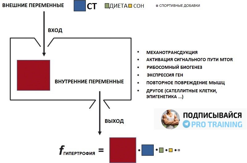 Схема 1: Переменные для набора мышечной массы