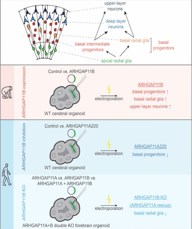    Краткое описание основных результатов исследования / © Fischer J., et al., EMBO Reports, 2022