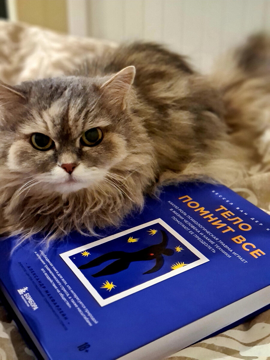 Кошка и книжка