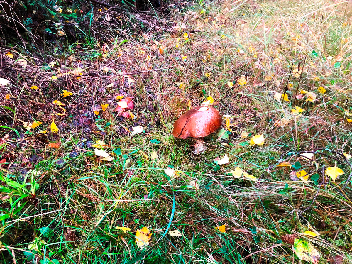 Единственный белый, уже не представлял интереса.
