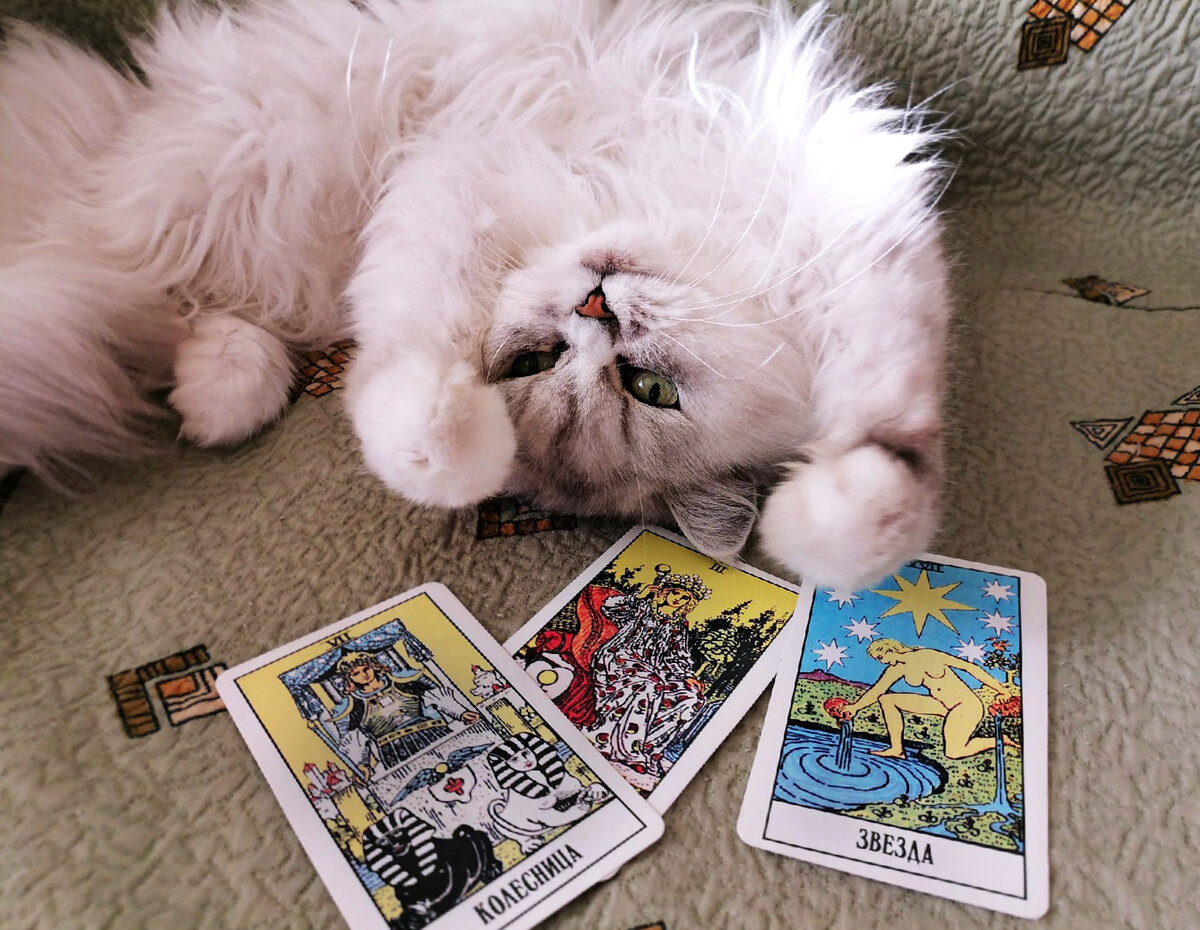 Серая кошка и карты Таро. Фото автора