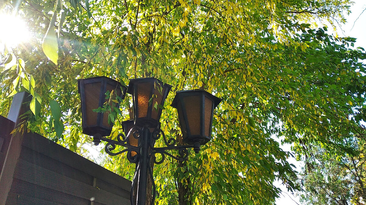 Маклюра пожелтела