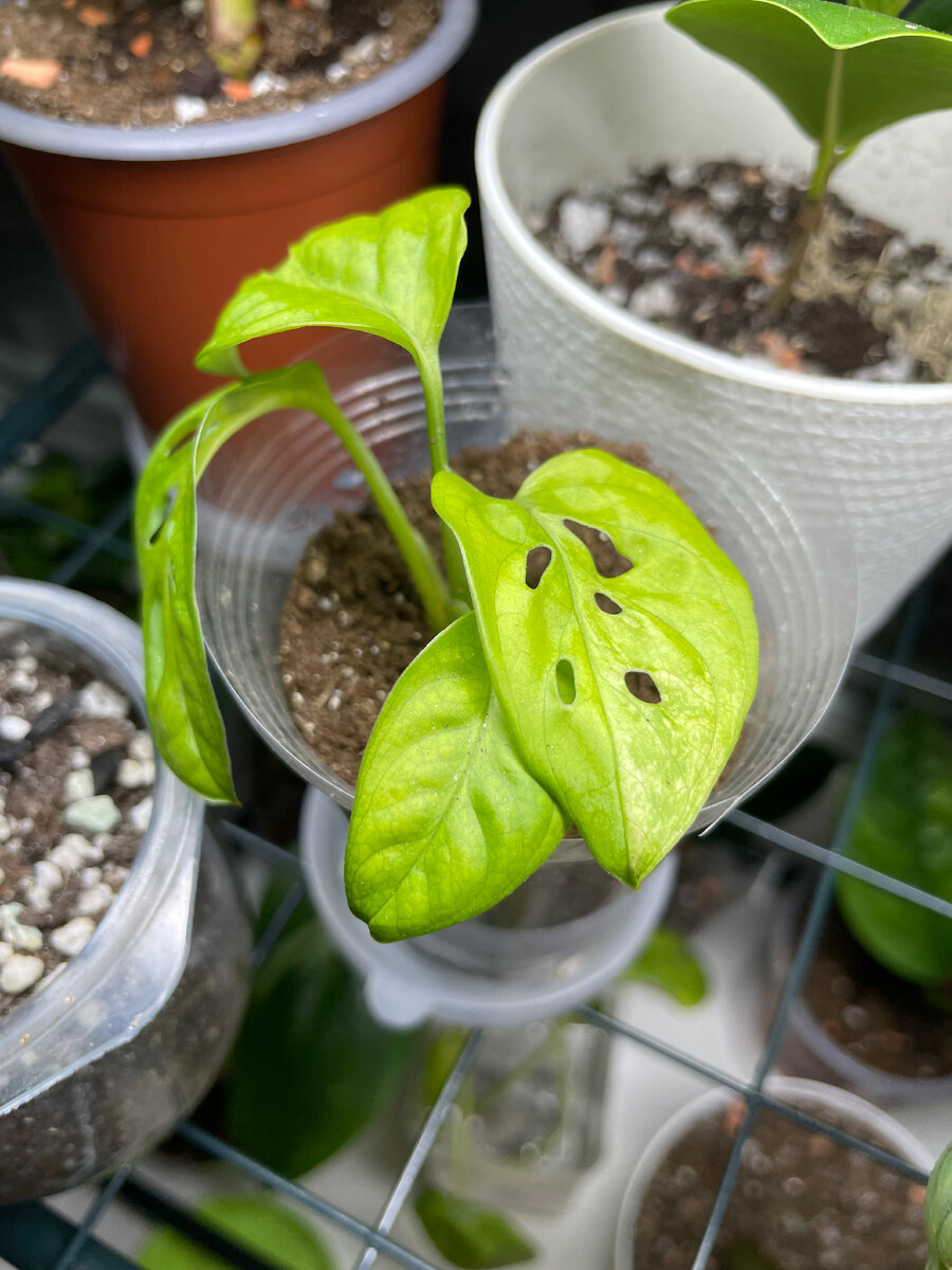 Во всей своей миниатюрной красн. До сих пор смотрю и не верю. 