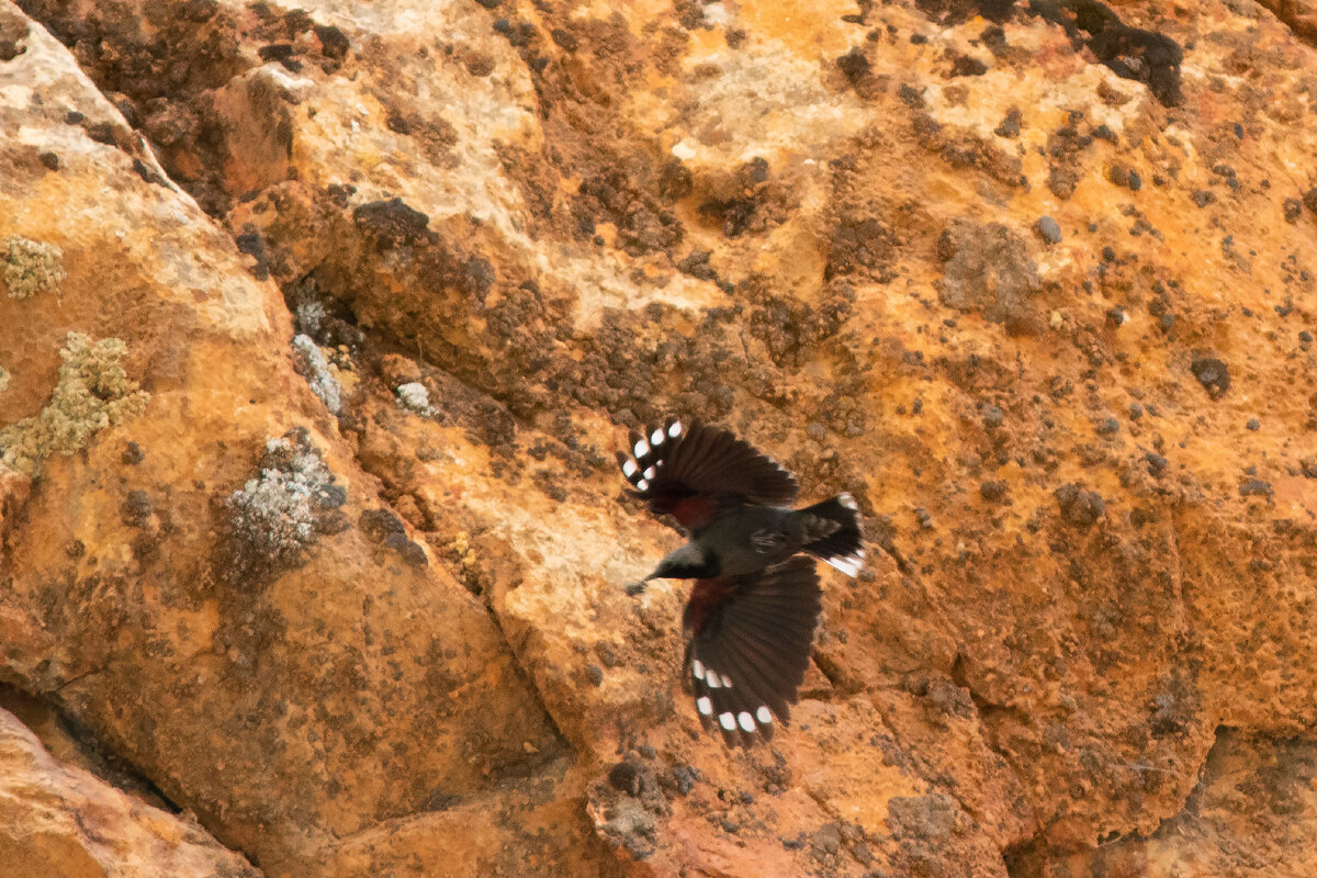 Фото автора. Киргизия, июнь2022