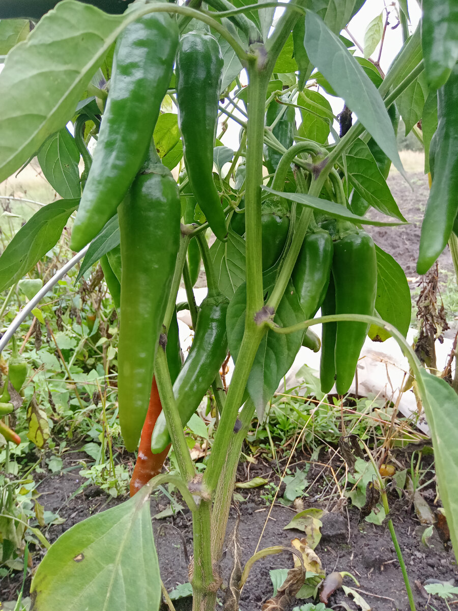 Фото автора острый перец 