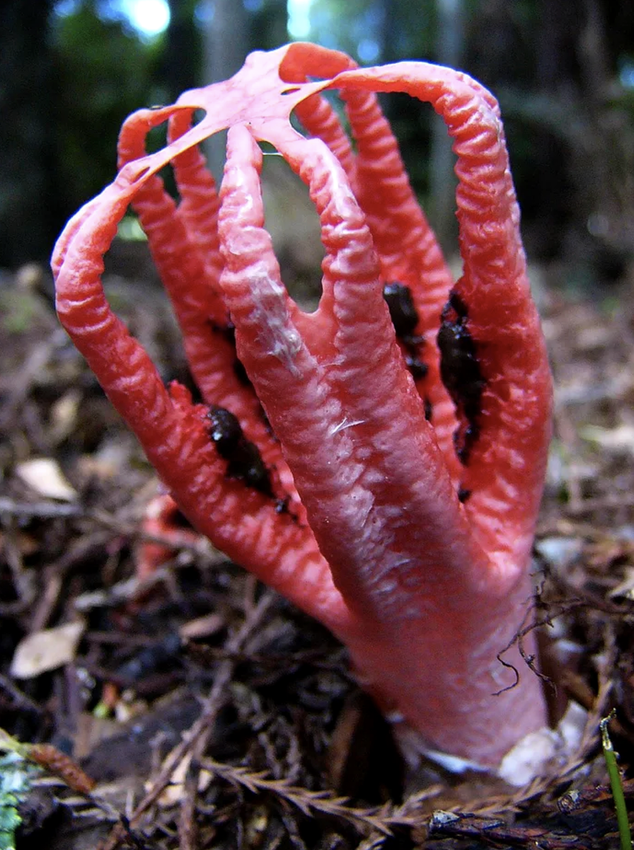 Чертов язык. Антурус Арчера (Clathrus archeri). Гриб смердящий Рог осьминога. Гриб Антурус Арчера пальцы дьявола.