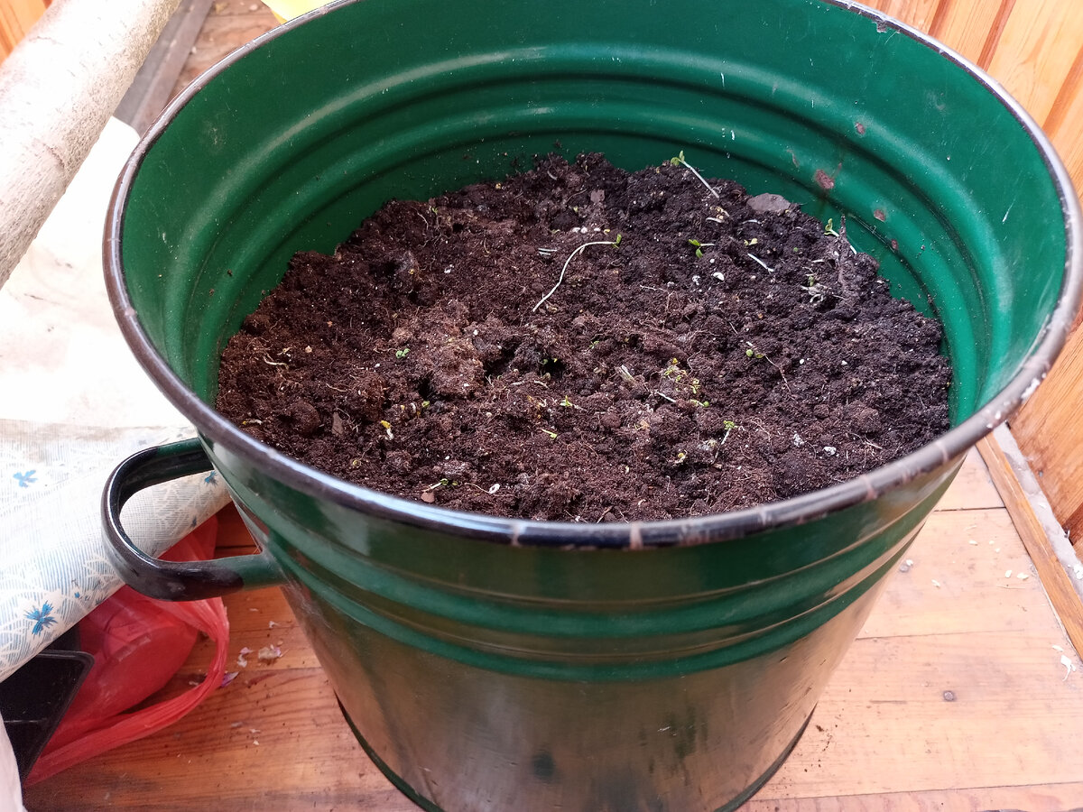 Земля в эмалированной кадке