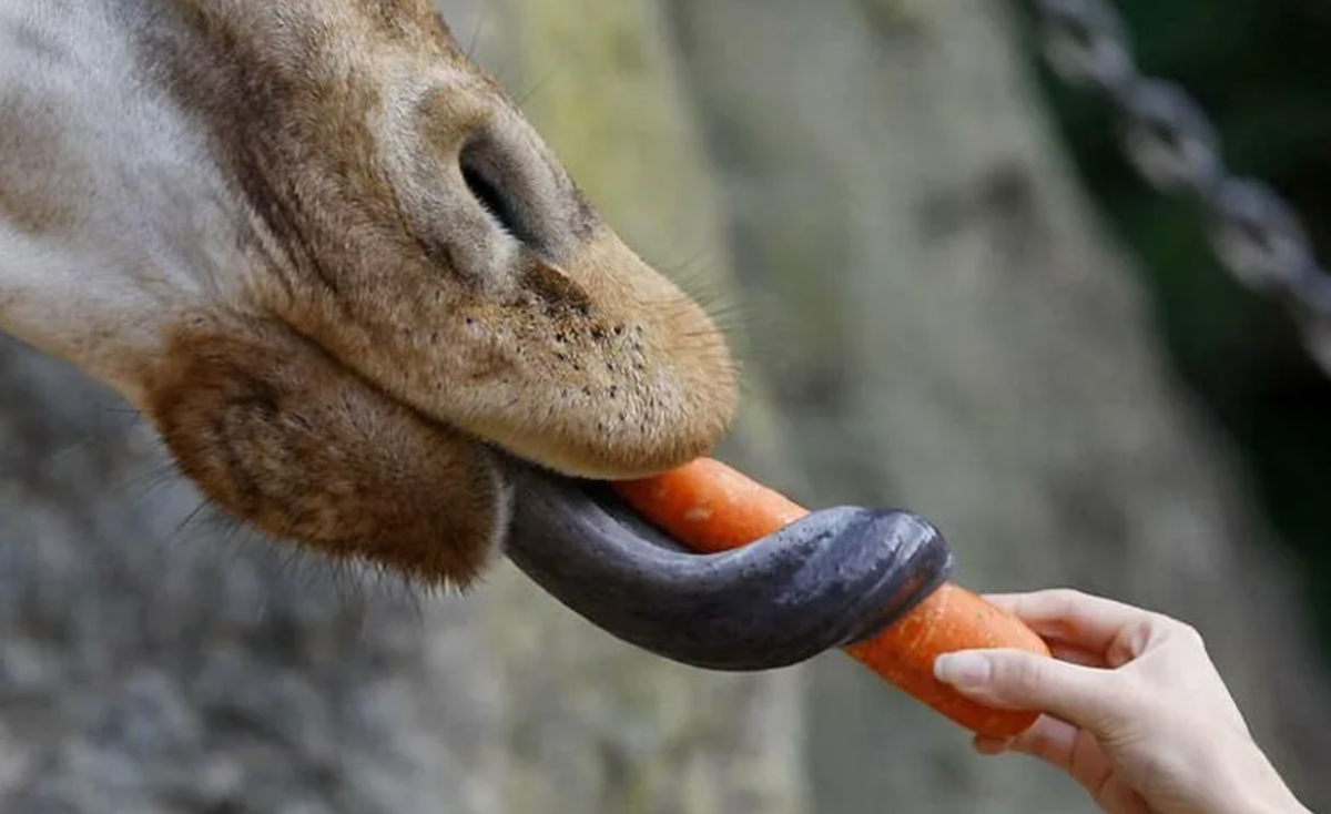 Длинный черный язык. Язык жирафа. Длинный язык жирафа. Язык жирафа цвет. Жираф ест морковку.