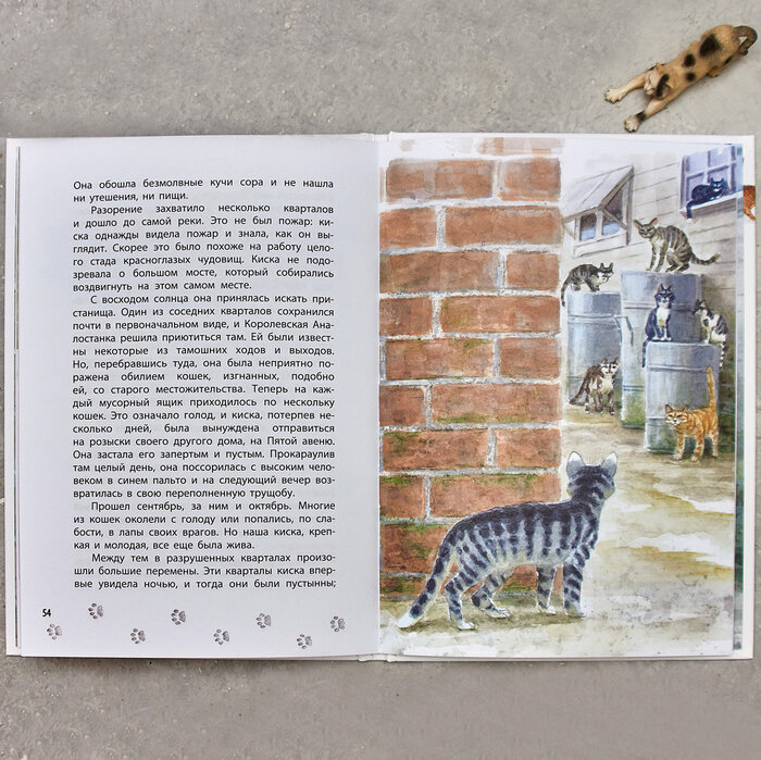 Королевская аналостанка рисунок. Сетон-томпсон э. Королевская аналостанка иллюстрации. Сетон томпсон королевская аналостанка. Королевская аналостанка урок 5 класс.