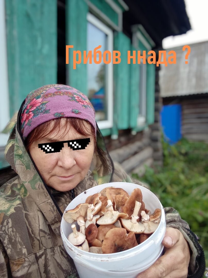 фото автора)) сбор опят под окнами дома то