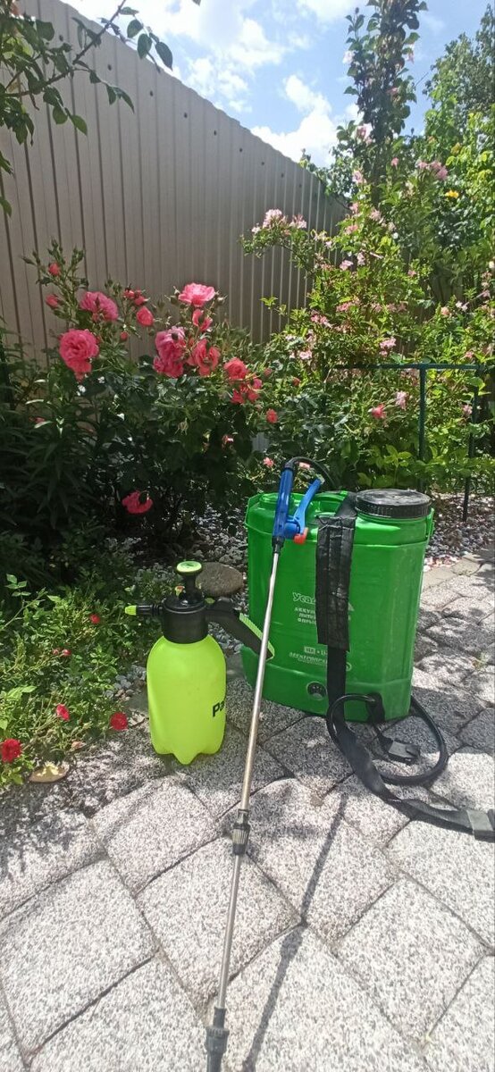 обработка роз