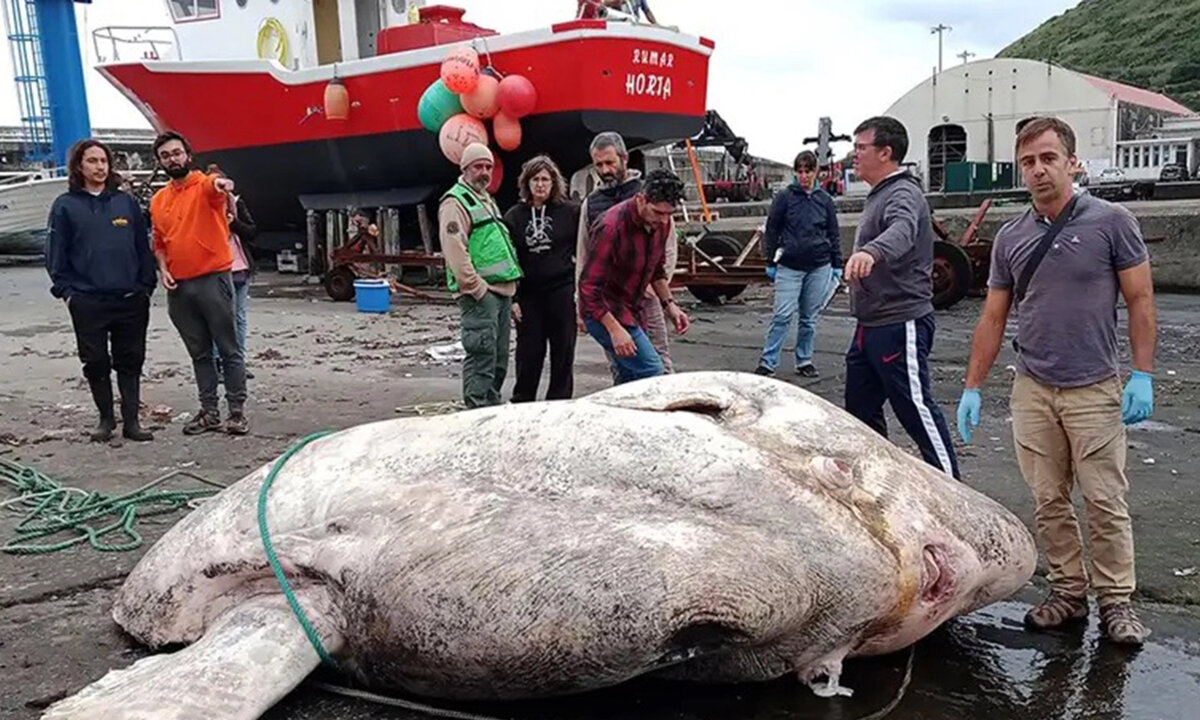 Морской «Хаммер» весом 3 тонны: посмотрите на самую крупную костную рыбу в  мире | Вокруг света | Дзен