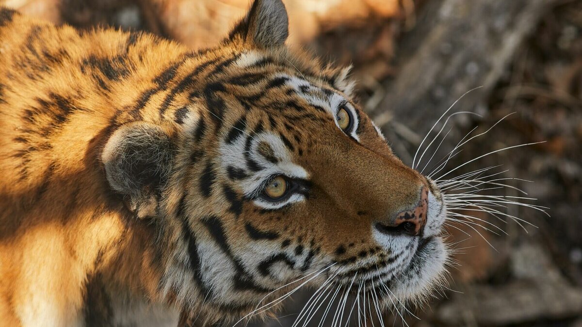     Проект на средства президентского гранта запускает известный ветеринар из Челябинска и его команда.