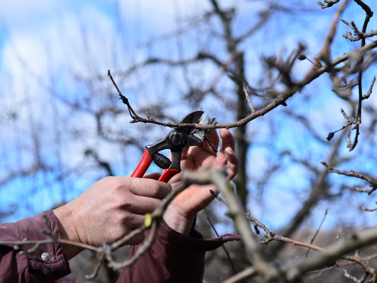 Фото: shonnards.com