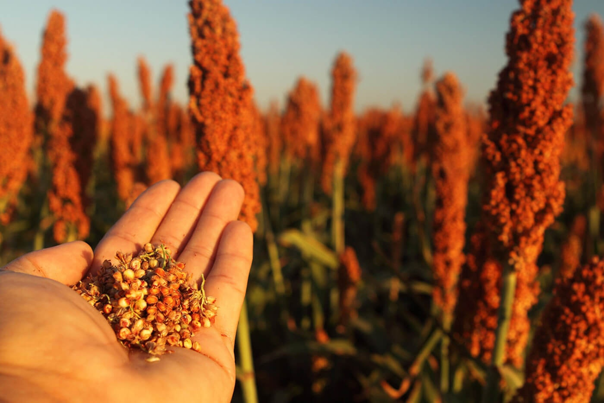 Вроде вызревает...