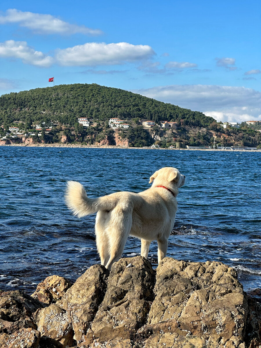 Пёс живет при кафе 