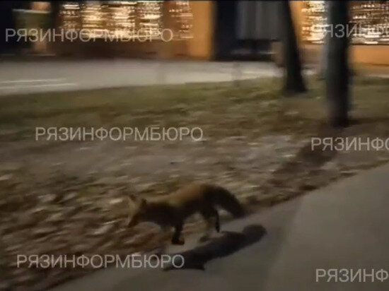     Кадр из видео/Telegram-канал РЯЗИНФОРМБЮРО