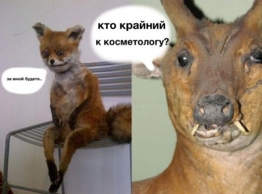 Картинка из яндекса 