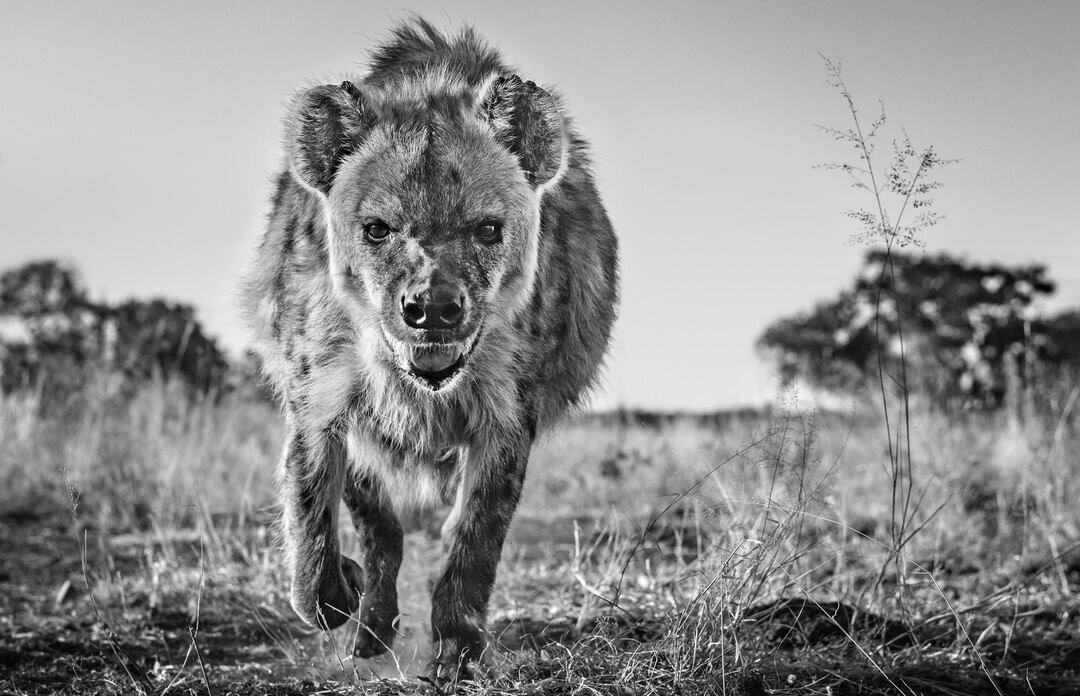  David Yarrow Photography /    / * 1966 (      )