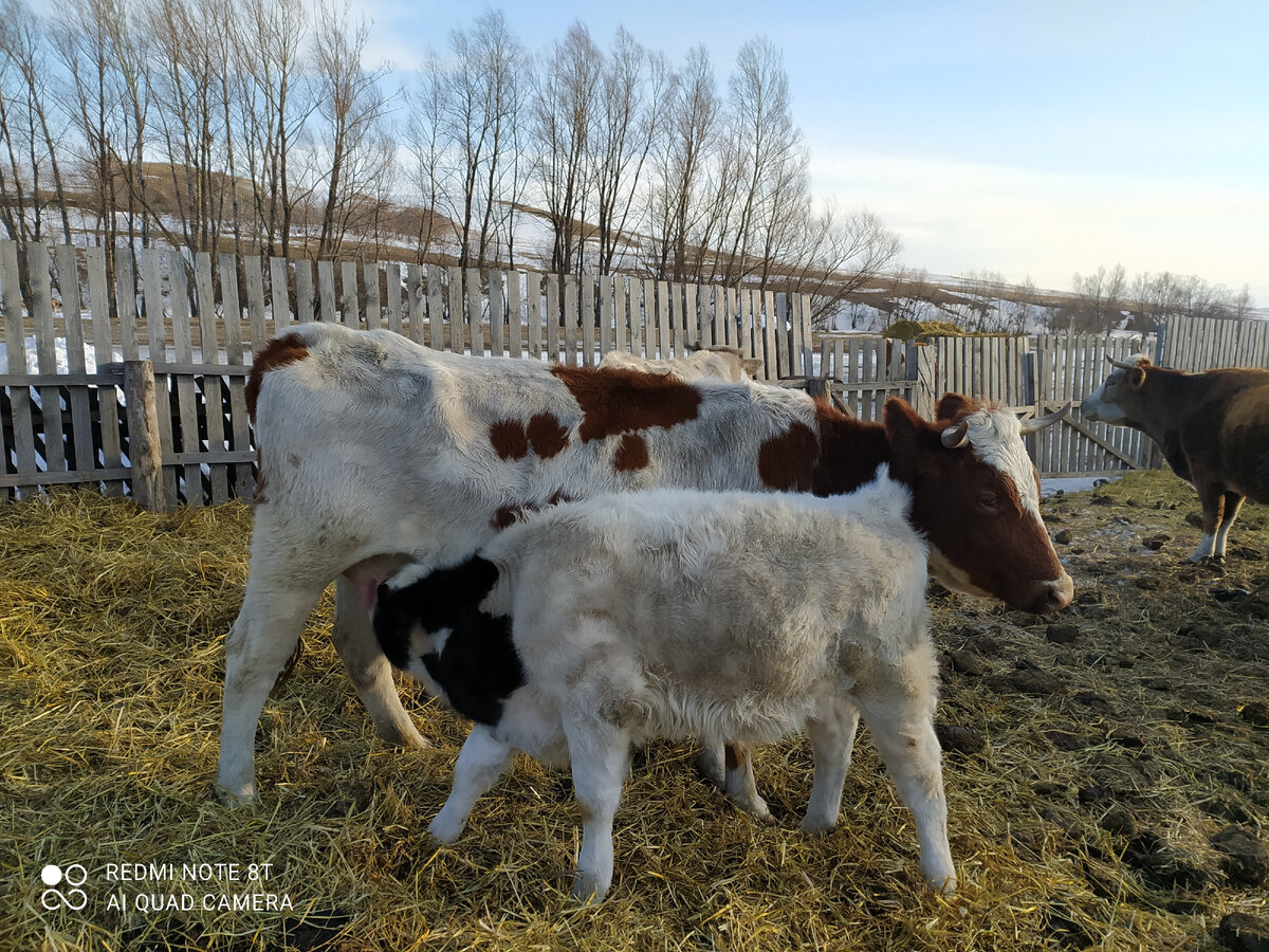 Некоторые сами доятся и поятся... )))