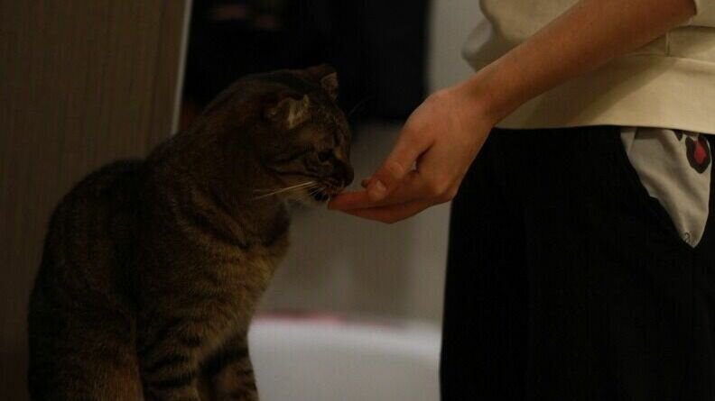     Самостоятельная утилизация трупов домашних питомцев недопустима. О том, как нужно правильно действовать в случае смерти животного, рассказали в пресс-службе Минсельхоза республики.