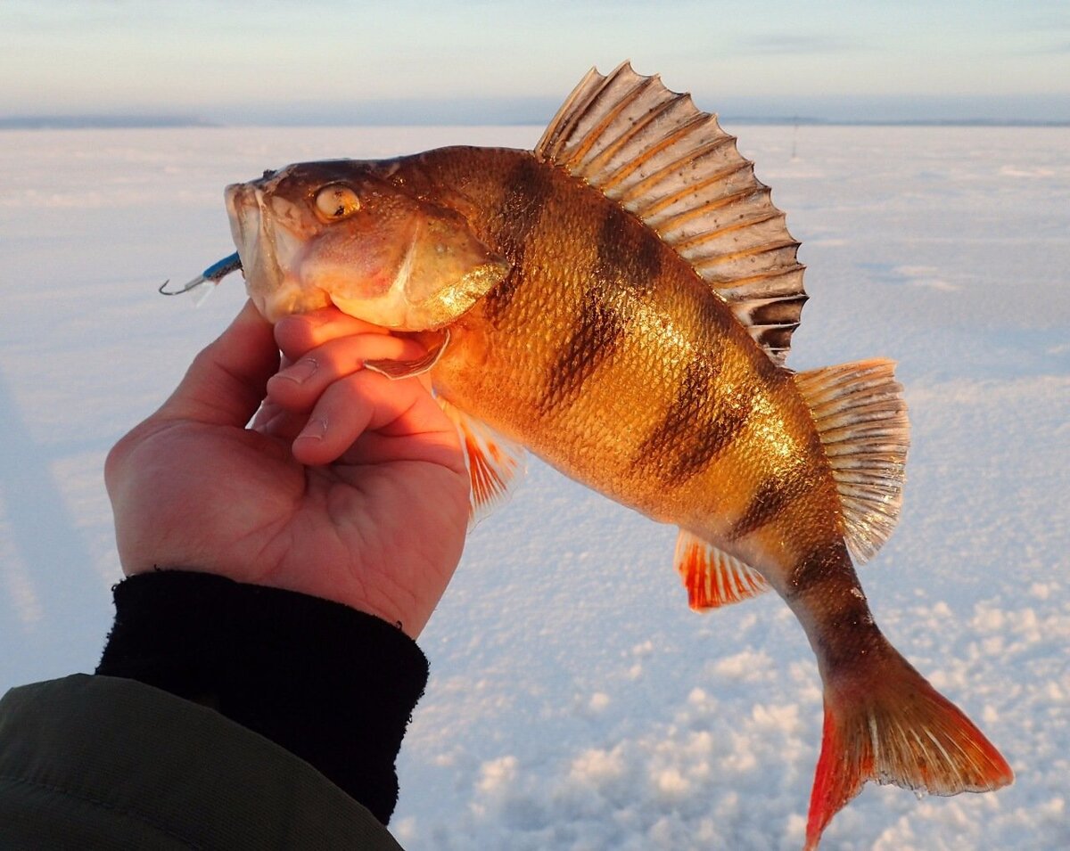 Правда ведь красавчик?