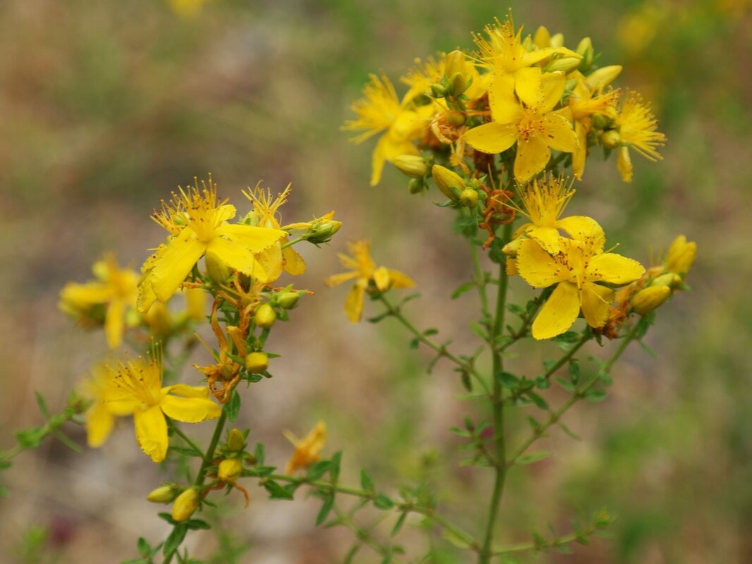 Зверобой отзывы. Зверобой (Hypericum perforatum). Зверобой продырявленный (обыкновенный). Зверобой продырявленный (Hypericum perforatum). Зверобой горный(Hypericum montanum l.).