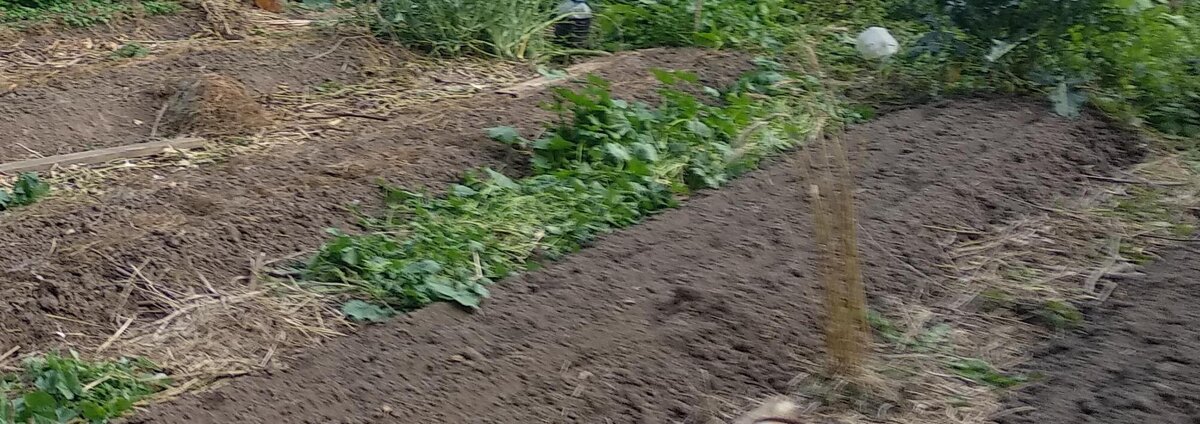 Грядки осенью.