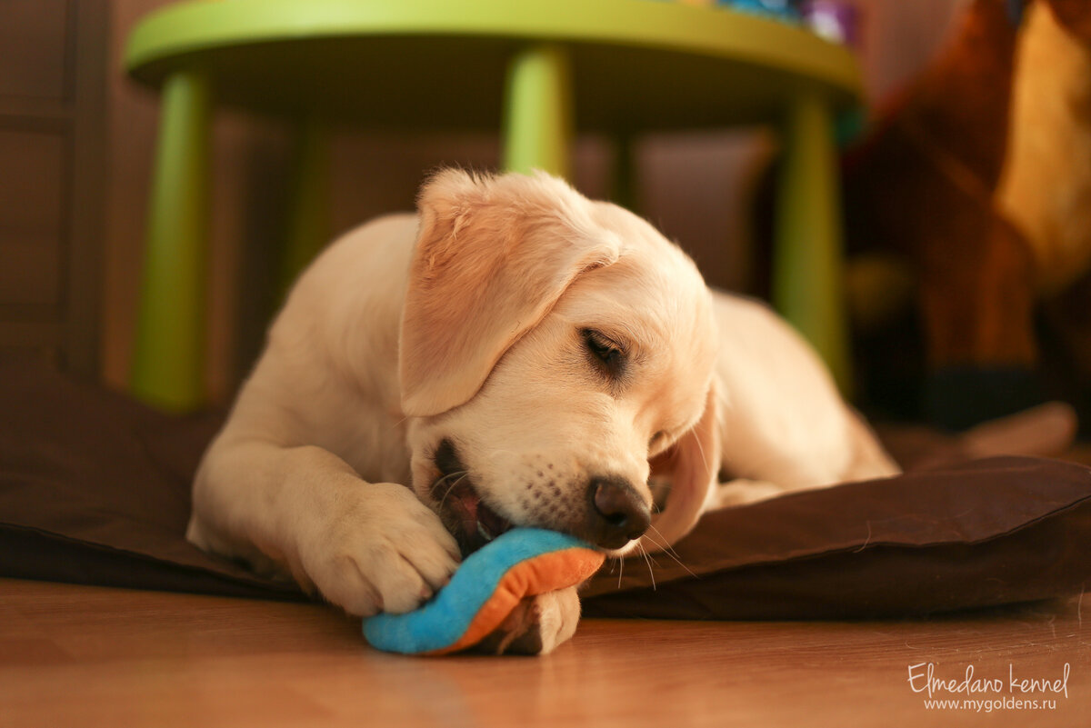 У нашей младшенькой всегда много игрушек и всяких косточек-погрызушек. Иначе могла погрызть дверную коробку или плинтус.