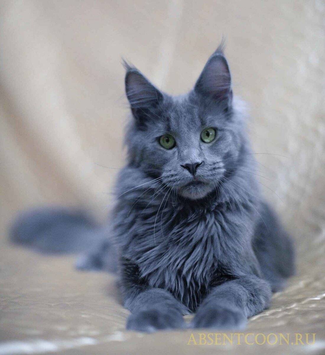 фото кошек серого окраса