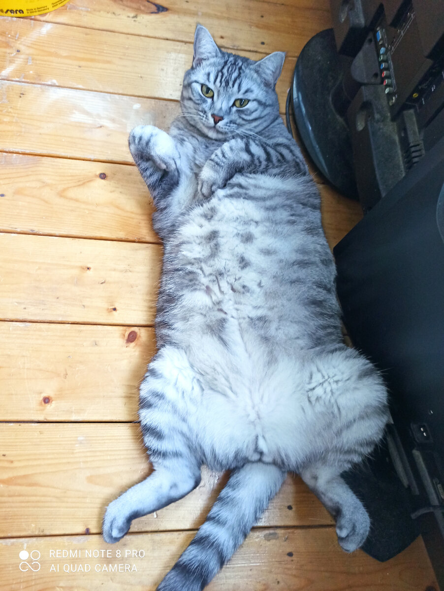 Фото наше. Лаки на балконе.