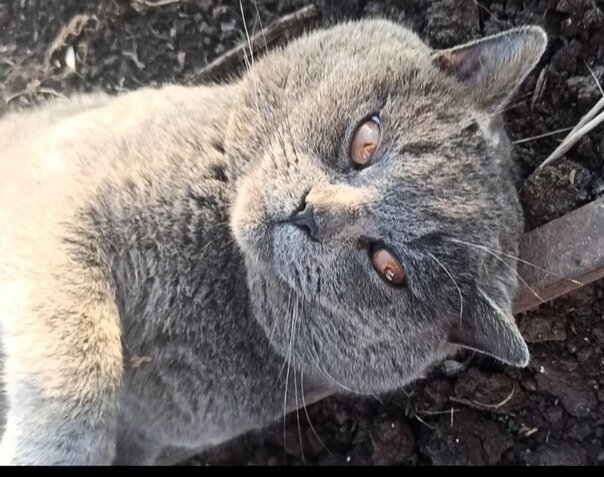 Речь шла об этом котике, которого даже не пускали в дом, зимой жил в теплице, летом на улице 