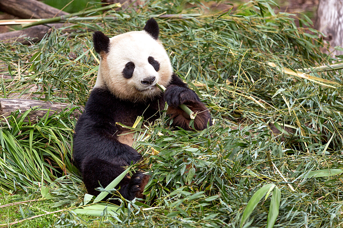 большие панды. тибетская панда. список панда. большая панда фото. панды размножаются.