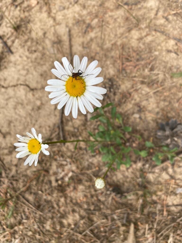 Ромашку с кавалером не хотите? Мне кажется жучок встал на колено и поёт своей даме дифирамбы...
