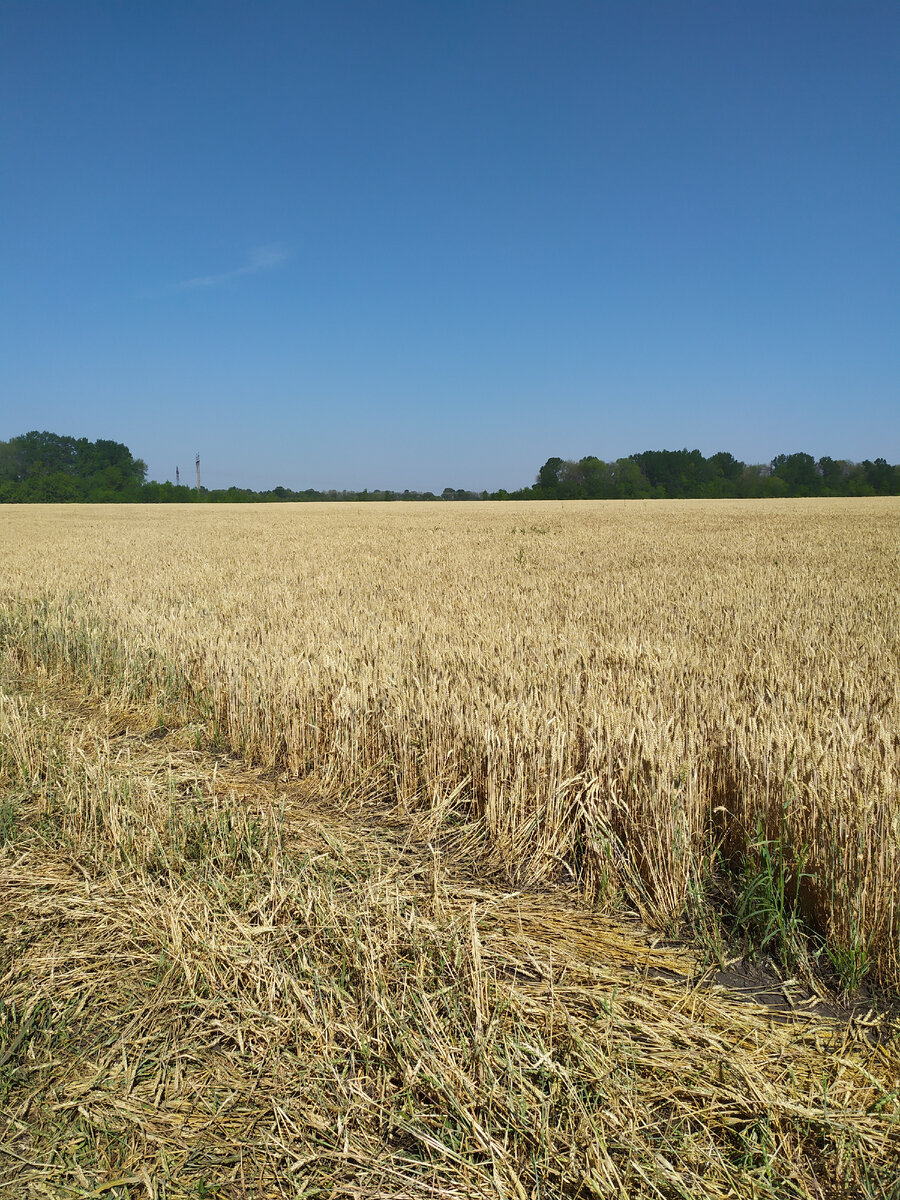 Зерновые поля, проезжали мимо. Очень красиво. 